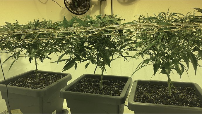 Growreport Bild 1