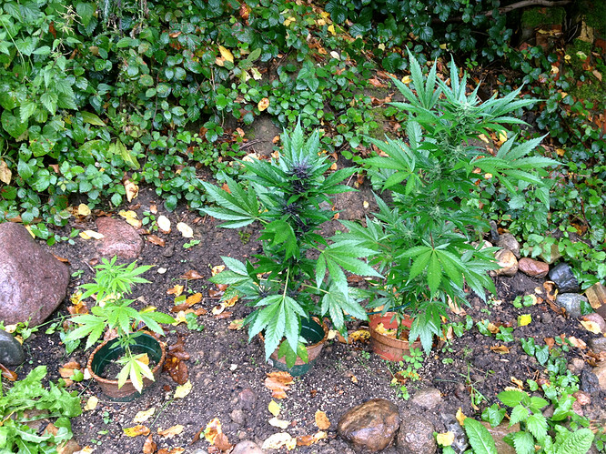 Growreport Bild 12