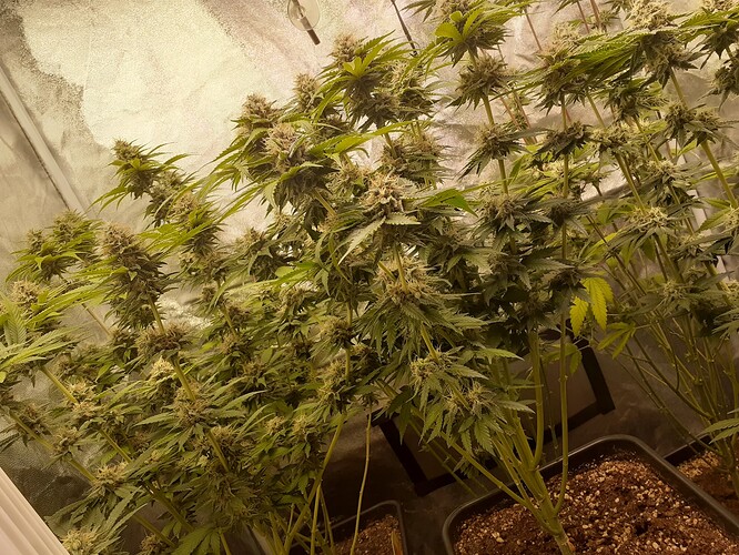 Growreport Bild 4
