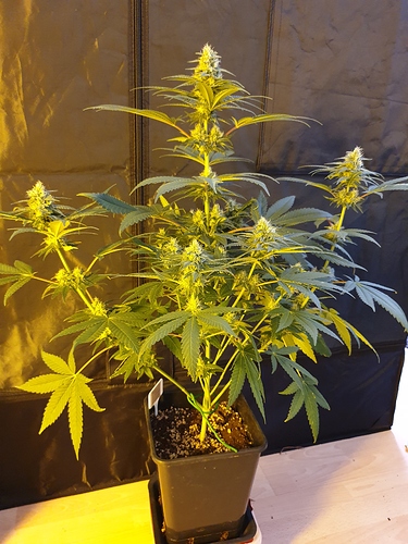 Growreport Bild 34
