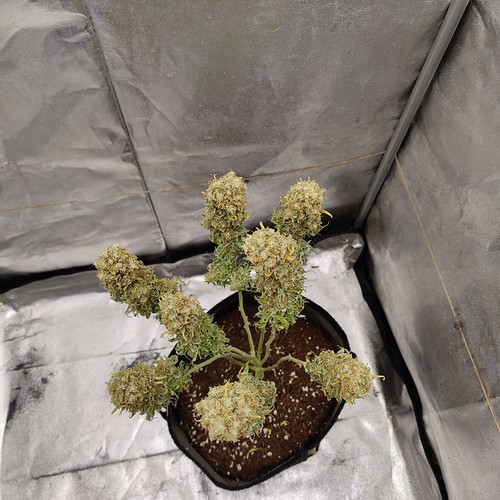 Growreport Bild 46