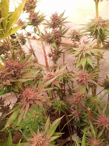 Growreport Bild 71