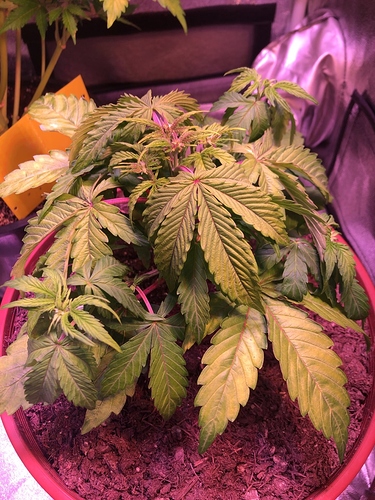 Growreport Bild 12