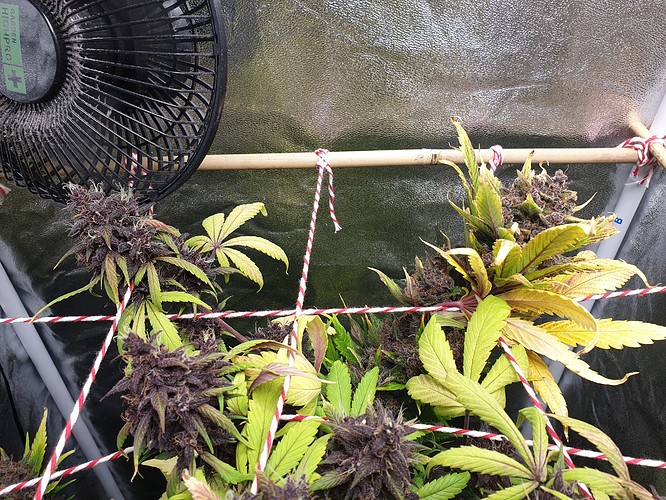 Growreport Bild 3