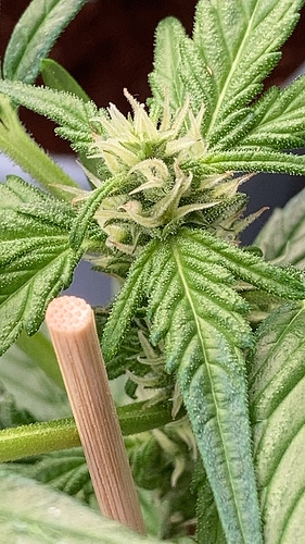 Growreport Bild 9
