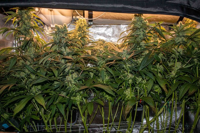 Growreport Bild 1
