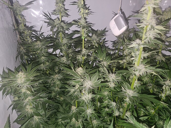 Growreport Bild 17