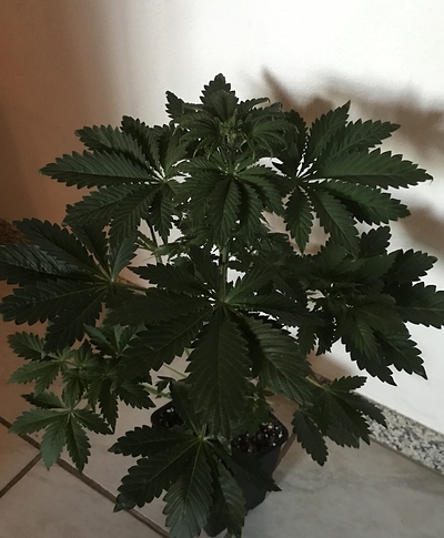 Growreport Bild 8