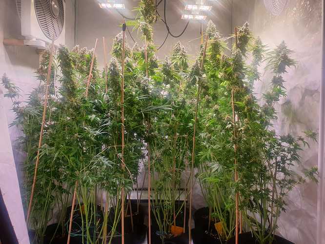 Growreport Bild 8