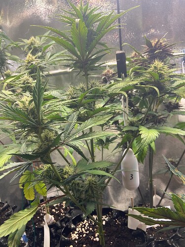 Growreport Bild 4