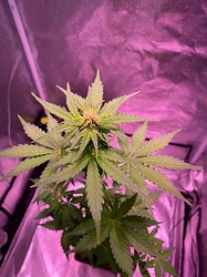 Growreport Bild 26