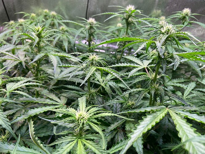 Growreport Bild 12