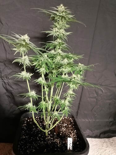 Growreport Bild 16