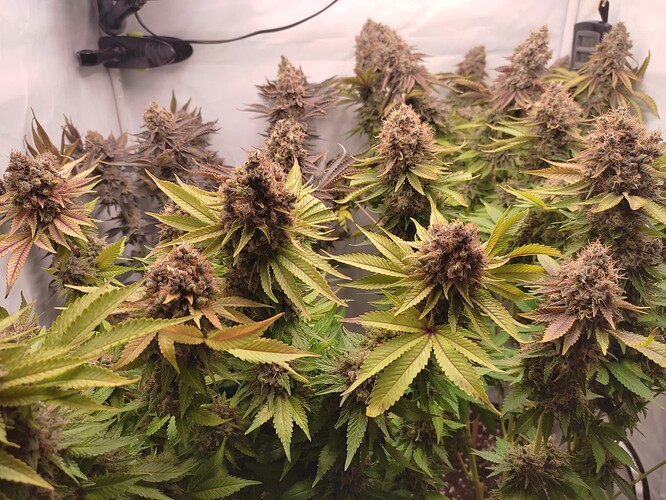 Growreport Bild 4