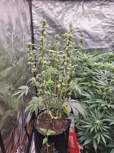 Growreport Bild 33