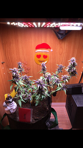 Growreport Bild 3