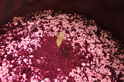 Ein junger Cannabis-Keimling mit zwei Keimblättern und einem beginnenden Blattpaar, der aus dunkler Erde mit Perlit wächst. Die Beleuchtung ist rot/pink.