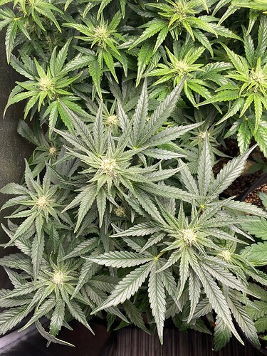 Growreport Bild 8