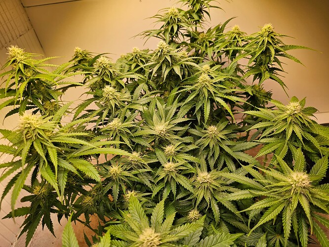 Growreport Bild 6