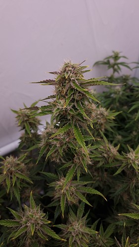 Growreport Bild 8