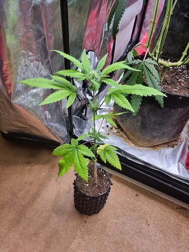 Growreport Bild 3