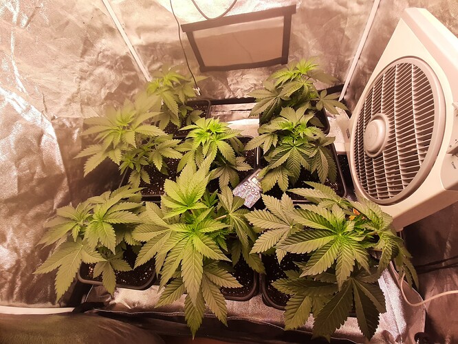 Growreport Bild 1