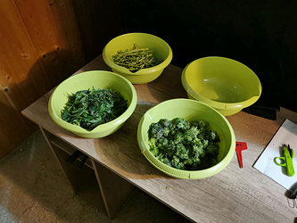 Growreport Bild 2