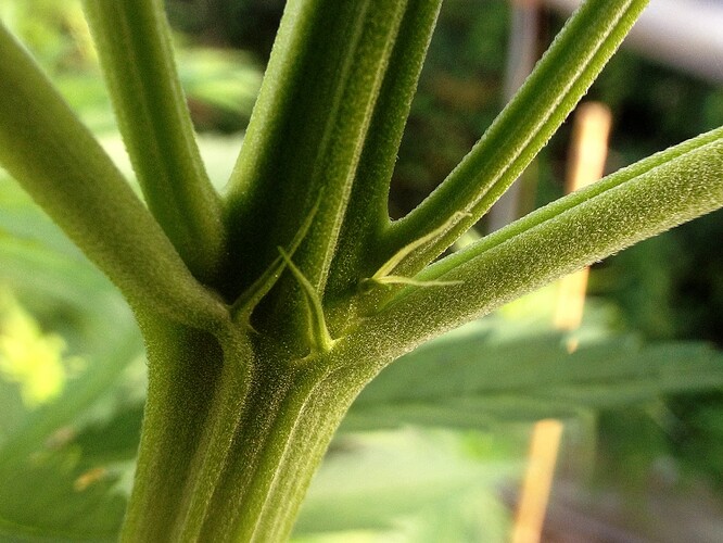 073_morgens_02_TF2vorbluete