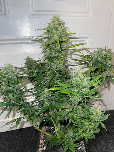Growreport Bild 8