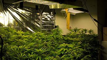 Growreport Bild 1