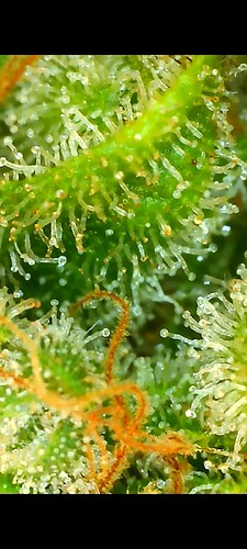 Growreport Bild 43