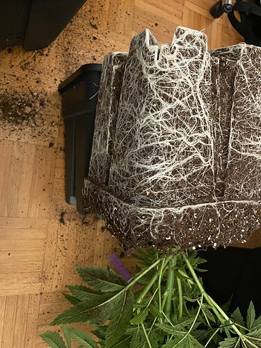 Growreport Bild 17