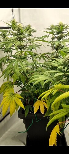 Growreport Bild 16