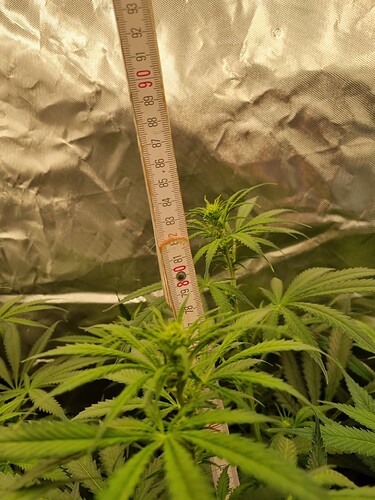 Growreport Bild 18