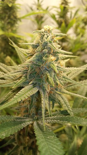 Growreport Bild 5