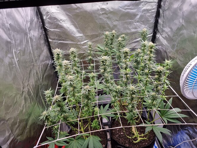 Growreport Bild 29