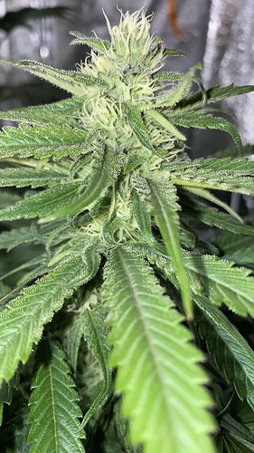 Growreport Bild 20
