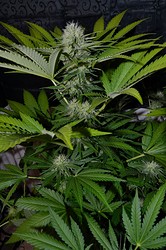 Growreport Bild 7