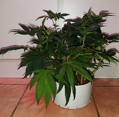 Growreport Bild 17