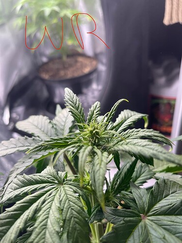 Growreport Bild 24