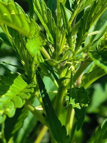 Growreport Bild 2