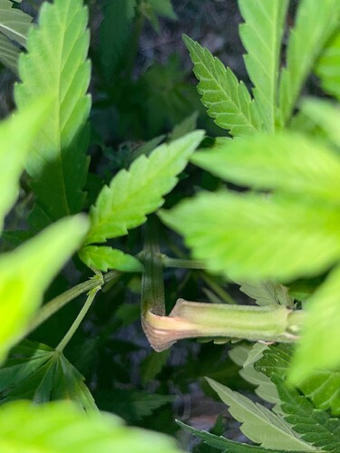 Growreport Bild 37