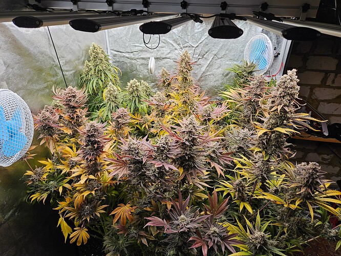 Growreport Bild 42