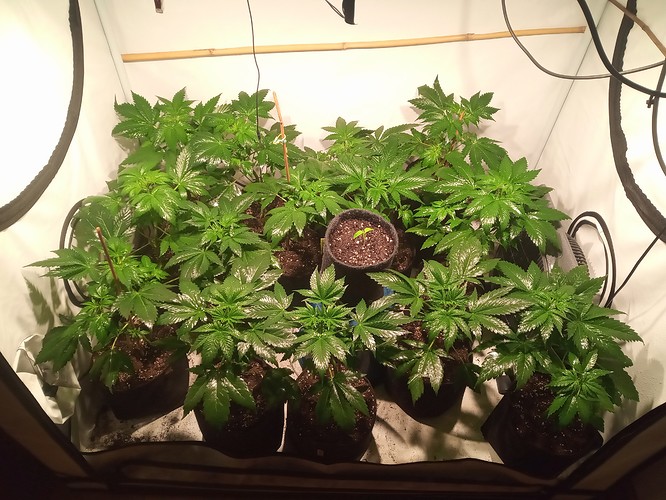 Growreport Bild 35