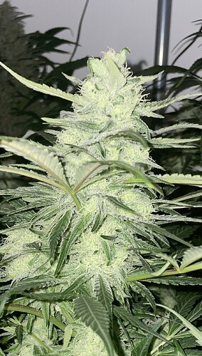 Growreport Bild 8