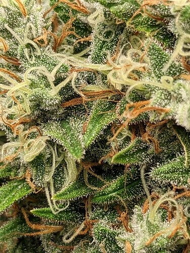 Growreport Bild 7
