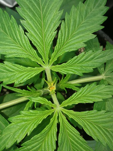 Growreport Bild 167