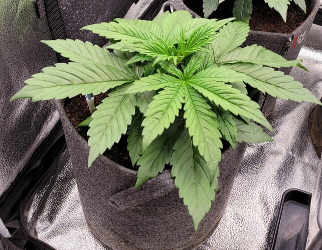 Growreport Bild 176