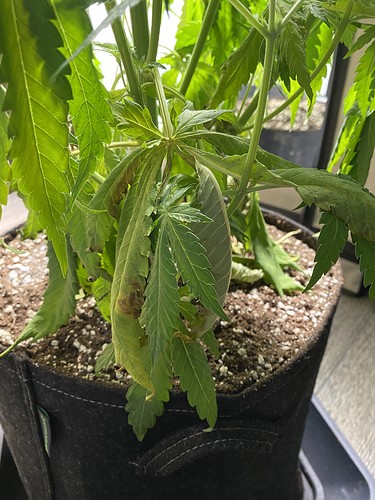 Growreport Bild 3