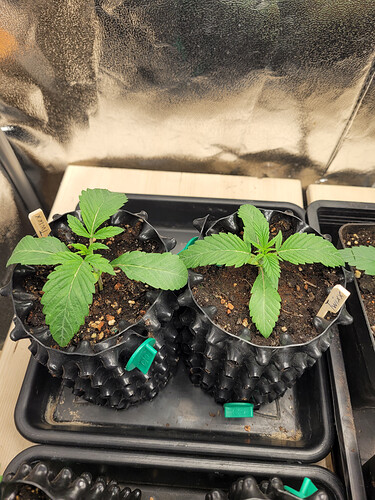 Growreport Bild 17